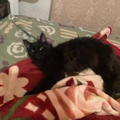 Подробнее об объявлении «Пропала кошка Симферополь» Фото: пропала кошка Мейн-кун «Пропала кошка Симферополь» в г. Симферополь