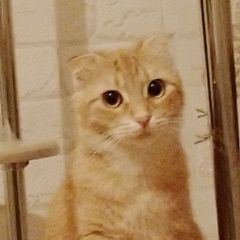 Подробнее об объявлении «Гагра Пропала кошка потерялась кошечка 3 мая 2025» Фото: пропала кошка  «Гагра Пропала кошка потерялась кошечка 3 мая 2025» в г. Гагра