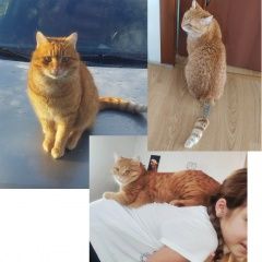 Подробнее об объявлении «Пропал кот Курганинск» Фото: пропала кошка  «Пропал кот Курганинск» в г. Курганинск