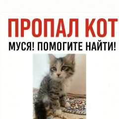 Подробнее об объявлении «Пропал кот Бишкек» Фото: пропала кошка  «Пропал кот Бишкек» в г. Бишкек