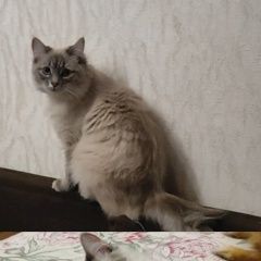 Подробнее об объявлении «Пропала кошка пожалуйста помогите найти нашу кошку Прокопьевск» Фото: пропала кошка  «Пропала кошка пожалуйста помогите найти нашу...» в г. Прокопьевск