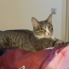 Подробнее об объявлении «Конаково Пропал кот» Фото: пропала кошка  «Конаково Пропал кот» в г. Конаково