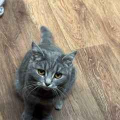 Подробнее об объявлении «Пропала кошка на ом шоссе 9 мая Новошахтинск» Фото: пропала кошка  «Пропала кошка на ом шоссе 9 мая Новошахтинск» в г. Новошахтинск