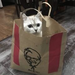 Подробнее об объявлении «Пропал кот Краснодар» Фото: пропала кошка Британская короткошерстная кошка «Пропал кот Краснодар» в г. Краснодар