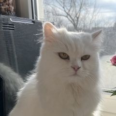 Подробнее об объявлении «Пропала кошка Солнечногорск» Фото: пропала кошка  «Пропала кошка Солнечногорск» в г. Солнечногорск