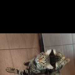 Подробнее об объявлении «Пропал кот помогите найти Краснодар» Фото: пропала кошка  «Пропал кот помогите найти Краснодар» в г. Краснодар
