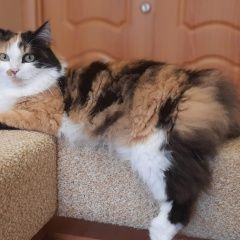 Подробнее об объявлении «Пропала кошка взрослая кошка, стерилизованная Екатеринбург» Фото: пропала кошка Сибирская кошка «Пропала кошка взрослая кошка, стерилизованная...» в г. Екатеринбург