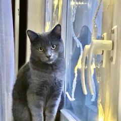 Подробнее об объявлении «Пропал кот Москва» Фото: пропала кошка Русская голубая кошка «Пропал кот Москва» в г. Москва