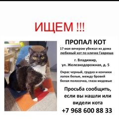 Подробнее об объявлении «Пропал кот в районе вокзала Владимир» Фото: пропала кошка  «Пропал кот в районе вокзала Владимир» в г. Владимир