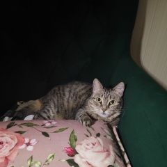 Подробнее об объявлении «Пропала кошка Ханты-Мансийск» Фото: пропала кошка  «Пропала кошка Ханты-Мансийск» в г. Ханты-Мансийск