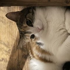 Подробнее об объявлении «Пропала кошка Санкт-Петербург» Фото: пропала кошка  «Пропала кошка Санкт-Петербург» в г. Санкт-Петербург