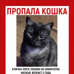 Подробнее об объявлении «Пропала кошка с ошейником. ласковая. мелкая молодая Искитим» Фото: пропала кошка  «Пропала кошка с ошейником. ласковая. мелкая...» в г. Искитим