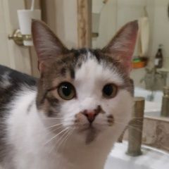 Подробнее об объявлении «Пропал котик платон Щелково» Фото: пропала кошка  «Пропал котик платон Щелково» в г. Щелково