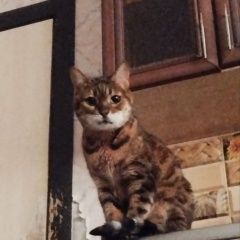 Подробнее об объявлении «Пропала кошка помогите найти бенгальскую кошку Челябинск» Фото: пропала кошка Бенгальская кошка «Пропала кошка помогите найти бенгальскую кошку...» в г. Челябинск
