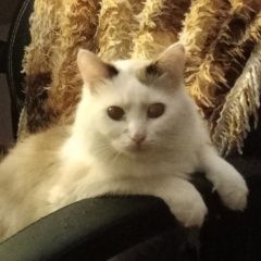 Подробнее об объявлении «Пропала кошка Емельяново» Фото: пропала кошка  «Пропала кошка Емельяново» в г. Емельяново