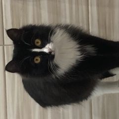 Подробнее об объявлении «Пропала кошка Енисейск» Фото: пропала кошка  «Пропала кошка Енисейск» в г. Енисейск