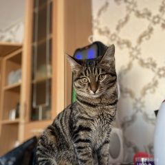 Подробнее об объявлении «Пропал кот Пермь» Фото: пропала кошка  «Пропал кот Пермь» в г. Пермь