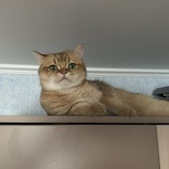 Подробнее об объявлении «Пропал кот Бронницы» Фото: пропала кошка Британская короткошерстная кошка «Пропал кот Бронницы» в г. Бронницы