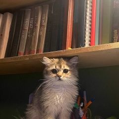 Подробнее об объявлении «Пропала кошка выглядит как котенок. Краснодар» Фото: пропала кошка  «Пропала кошка выглядит как котенок. Краснодар» в г. Краснодар