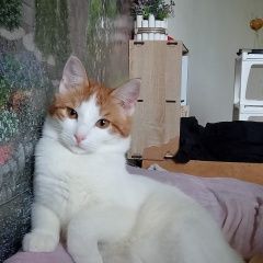 ����: ������� �����  �������� ����� ����� � �. �����