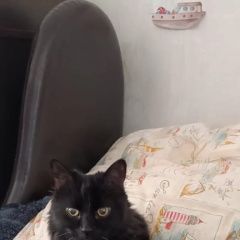 ����: ������� �����  ������� ������ ��� � �. ������