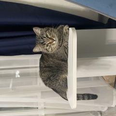 ����: ������� �����  ��������� ������ ��� � �. ��������