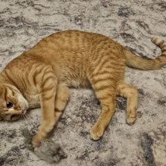 Подробнее об объявлении «Пропал кот рыжий кот Хотьково» Фото: пропала кошка  «Пропал кот рыжий кот Хотьково» в г. Хотьково