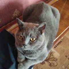 Подробнее об объявлении «Пропала кошка Брянск» Фото: пропала кошка Британская короткошерстная кошка «Пропала кошка Брянск» в г. Брянск