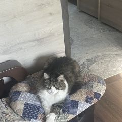 Подробнее об объявлении «Пропал кот Хохольский» Фото: пропала кошка  «Пропал кот Хохольский» в г. Хохольский