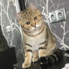 Подробнее об объявлении «Пропал кот Правдинский» Фото: пропала кошка Британская короткошерстная кошка «Пропал кот Правдинский» в г. Правдинский