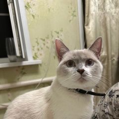 Подробнее об объявлении «Таганрог Пропала кошка за вознаграждение» Фото: пропала кошка  «Таганрог Пропала кошка за вознаграждение» в г. Таганрог