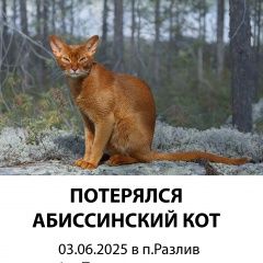 Подробнее об объявлении «Пропал кот Сестрорецк» Фото: пропала кошка Абиссинская кошка «Пропал кот Сестрорецк» в г. Сестрорецк