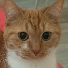 Картинка пропала кошка