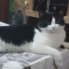 Подробнее об объявлении «Пропал котик Ярославль» Фото: пропала кошка  «Пропал котик Ярославль» в г. Ярославль