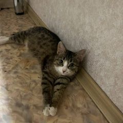 Подробнее об объявлении «Стерлитамак Пропала кошка» Фото: пропала кошка  «Стерлитамак Пропала кошка» в г. Стерлитамак