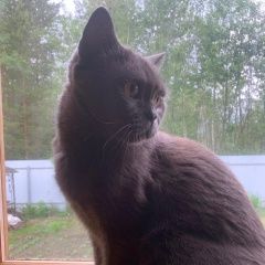 Подробнее об объявлении «Пропала кошка снт полутино Киржач» Фото: пропала кошка  «Пропала кошка снт полутино Киржач» в г. Киржач
