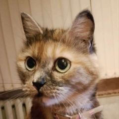 Подробнее об объявлении «Пропала кошка Шелехов» Фото: пропала кошка  «Пропала кошка Шелехов» в г. Шелехов