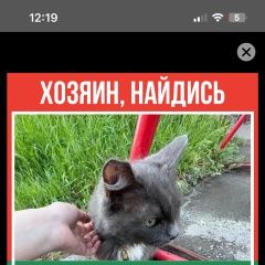 Подробнее об объявлении «Пропала кошка Томск» Фото: пропала кошка Британская короткошерстная кошка «Пропала кошка Томск» в г. Томск