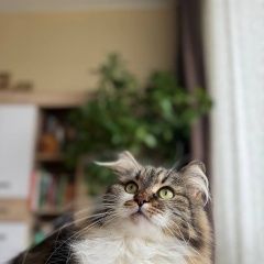 Подробнее об объявлении «Пропала кошка помогите найти пожалуйста любимую кошку Опочка» Фото: пропала кошка  «Пропала кошка помогите найти пожалуйста любимую...» в г. Опочка