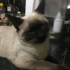 Подробнее об объявлении «Пропал кот Москва» Фото: пропала кошка  «Пропал кот Москва» в г. Москва