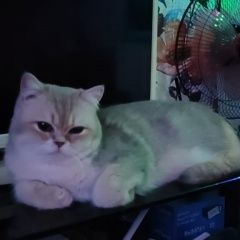 Подробнее об объявлении «Пропал кот лёня Гатчина» Фото: пропала кошка  «Пропал кот лёня Гатчина» в г. Гатчина