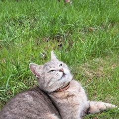 Подробнее об объявлении «Пропала кошка район посёлок Восточный» Фото: пропала кошка  «Пропала кошка район посёлок Восточный» в г. Восточный