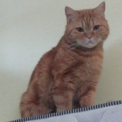 Подробнее об объявлении «Пропал кот Новокузнецк» Фото: пропала кошка  «Пропал кот Новокузнецк» в г. Новокузнецк