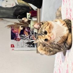 Подробнее об объявлении «Пропала кошка Люберцы» Фото: пропала кошка  «Пропала кошка Люберцы» в г. Люберцы