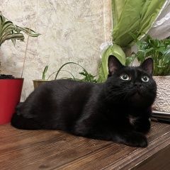 Подробнее об объявлении «Пропал котик Москва» Фото: пропала кошка  «Пропал котик Москва» в г. Москва