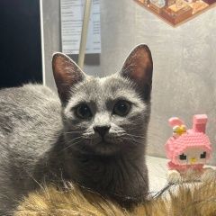 Подробнее об объявлении «Пропала кошка возле мориса тереза 79 Самара» Фото: пропала кошка  «Пропала кошка возле мориса тереза 79 Самара» в г. Самара