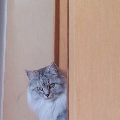 Подробнее об объявлении «Пропала кошка серая, без когтей, люська, около ростошей Оренбург» Фото: пропала кошка  «Пропала кошка серая, без когтей, люська, около...» в г. Оренбург