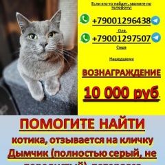 Подробнее об объявлении «Батайск Пропал котенок мальчик, полностью серый» Фото: пропала кошка  «Батайск Пропал котенок мальчик, полностью серый» в г. Батайск