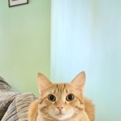 Подробнее об объявлении «Пропал кот Бердск» Фото: пропала кошка Европейская короткошерстная «Пропал кот Бердск» в г. Бердск