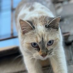 Подробнее об объявлении «Пропала кошка потерялась кошка, кличка милка Череповец» Фото: пропала кошка  «Пропала кошка потерялась кошка, кличка милка...» в г. Череповец